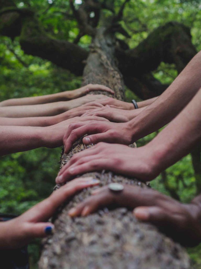 Diverse mani che toccano il tronco di un albero